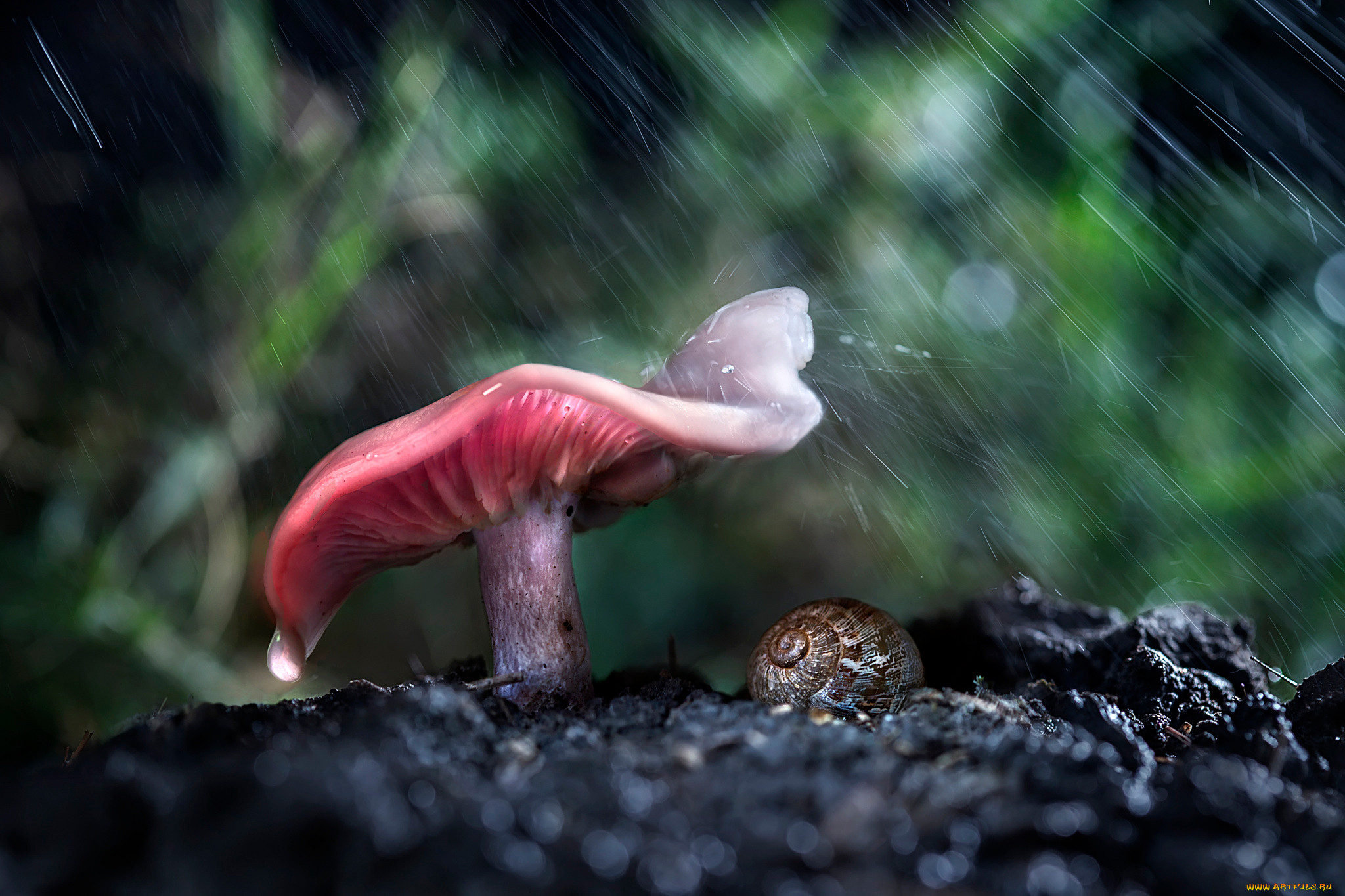 Rain animals. Грибы Макросъемка. Грибы после дождя. Дождь грибы. Грибы под дождём в лесу.